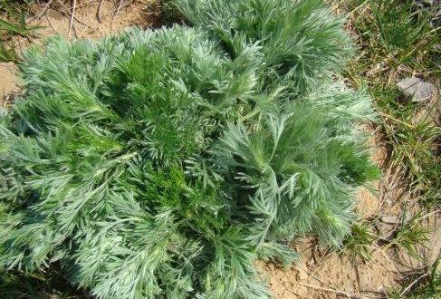 蚕菜蚕菜|女人不想老得快,脸上爬满皱纹,3种野菜,淡化色斑,养颜抗衰老