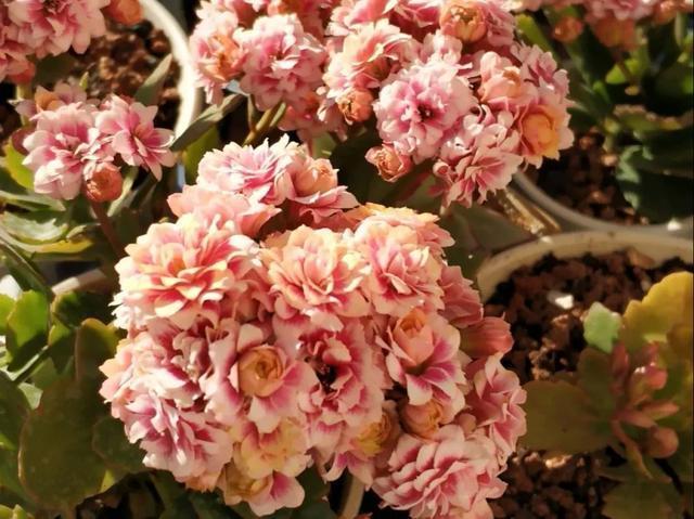 家里养盆虎皮兰，小花盆、挤着养，疯狂开花爆小崽！