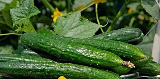 禁忌|黄瓜虽好但不能乱吃,吃黄瓜注意2大“禁忌”,吃错就是害自己!