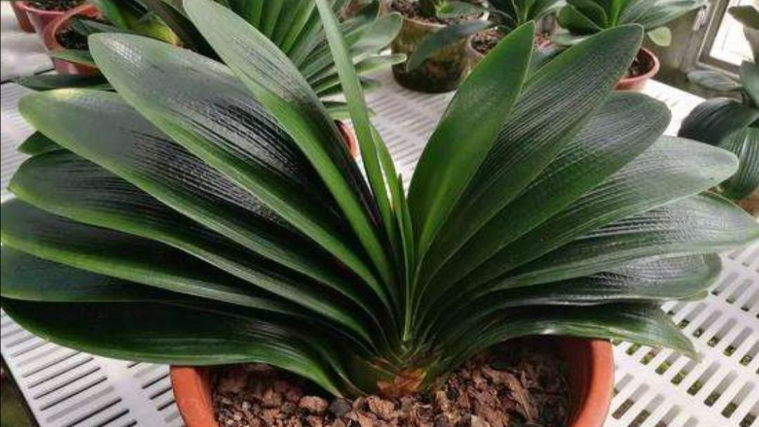 养花,打碎鸡蛋壳可使土壤变得更加松软不易硬化