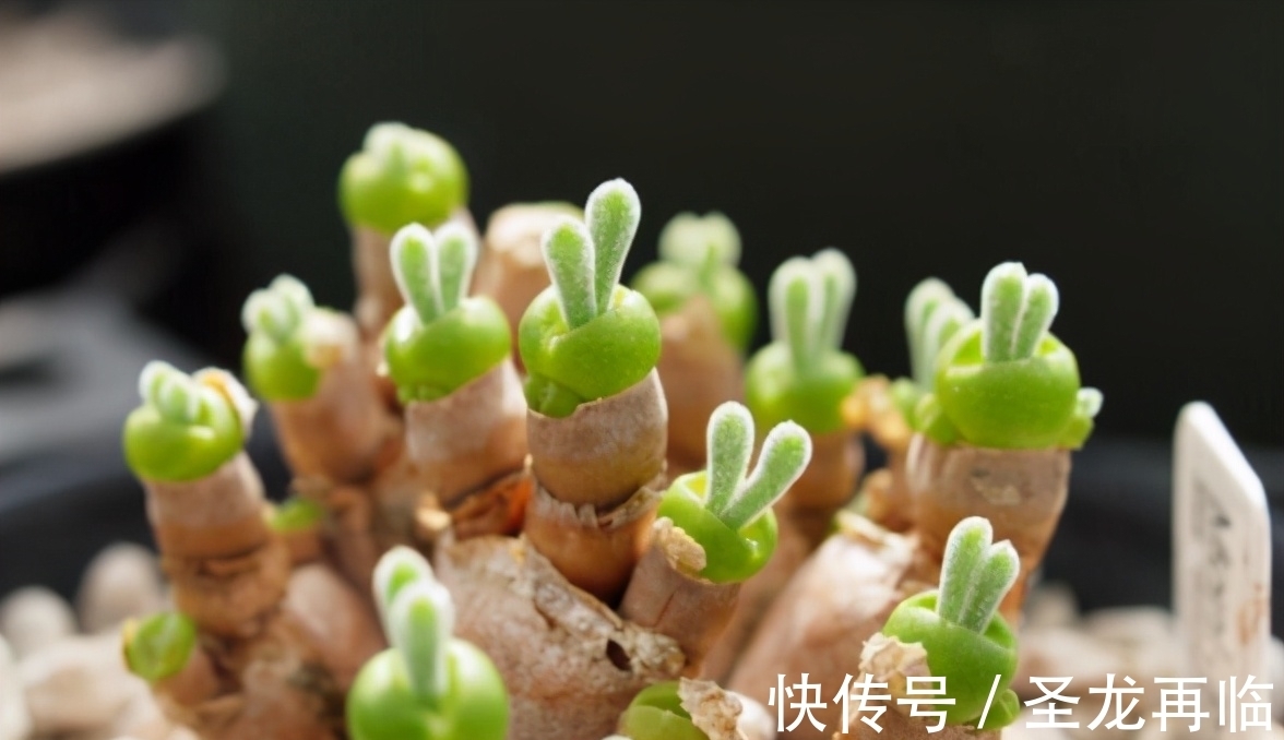 养多肉有“3大瘾”，如果全具备，才是真正的“多肉迷”