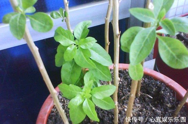 枸杞|没钱买花,野外去挖,插个枝就活,一年变昂贵的盆景,挂满红果果