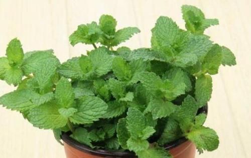 3種花女生必選，美容、助睡眠，家里養(yǎng)1盆，越變?cè)矫?
onload=