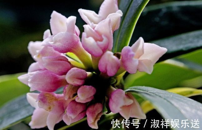 “精品玫瑰”朦胧的朱迪,水果香,端庄秀丽,实属养花首选