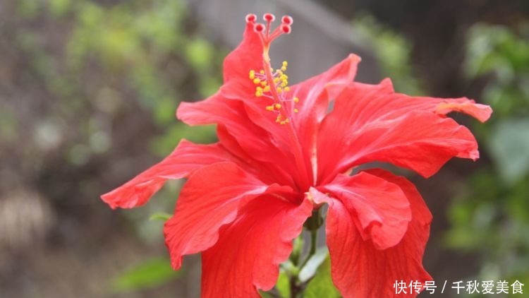 家养|家养几款花卉,花叶俱美,三季开花,丢土里就能活