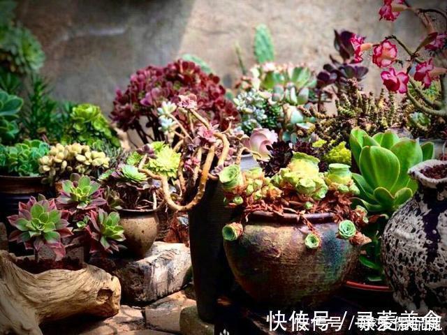 盆栽|他痴迷养多肉,将500多盆多肉养出“高级感”,大家都夸美如仙境