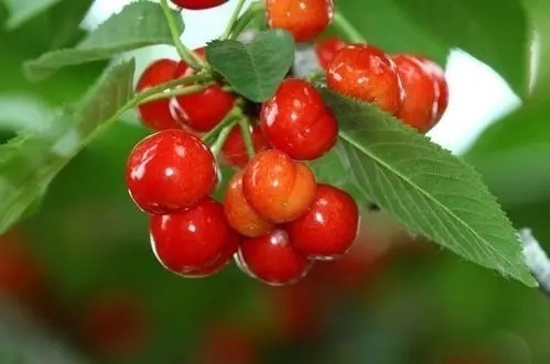 医生|高血压就怕缺钾,医生提醒:4种高钾食物,平时敞开吃,堪比血压