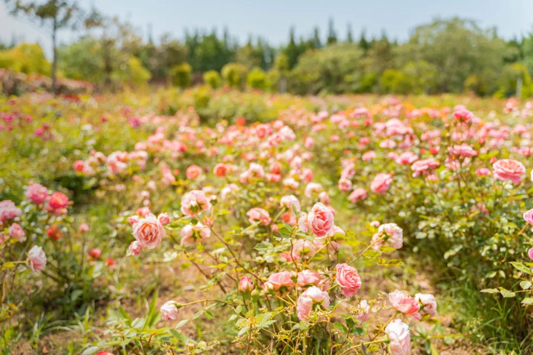 都市菜园玫瑰迎来盛花期