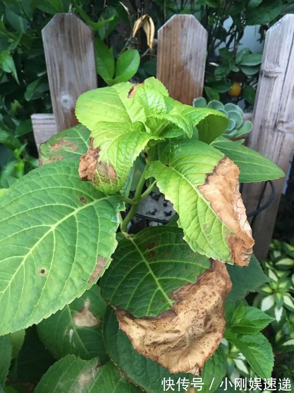 叶片|10种花特怕晒,越晒越黄叶,搬阴凉地儿才能活!