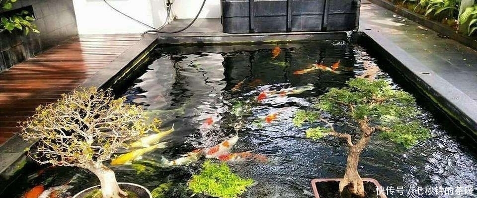 鱼鳃变白是什么病 鱼鳃变白是什么病