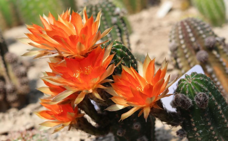 春天养花,浇水也是一门学问,如果浇水不当,这些植物会严重受损