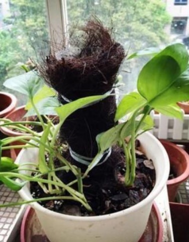 塑料瓶|隔壁大爷把“塑料瓶子”绑起来,绿萝盆栽,被他养成一棵绿萝树