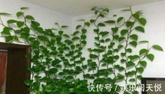 绿萝|爱吃“油”的盆栽,你知道是什么吗只需喝2滴,1年养出百十盆