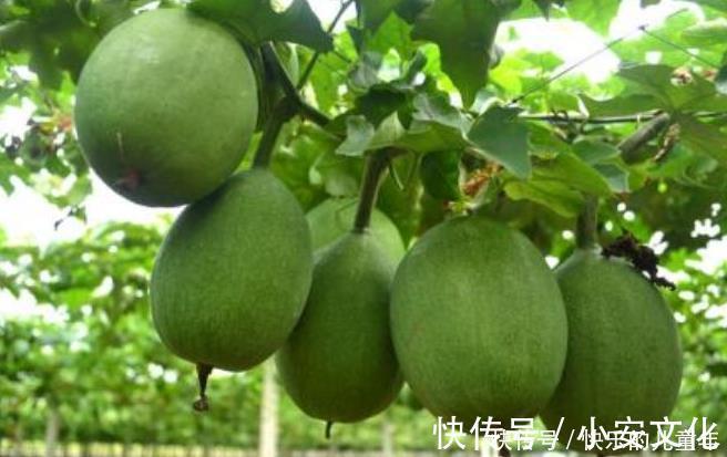 此物|咳嗽老是不好多用一果泡水，坚持7天，止咳化痰，一整年不生病