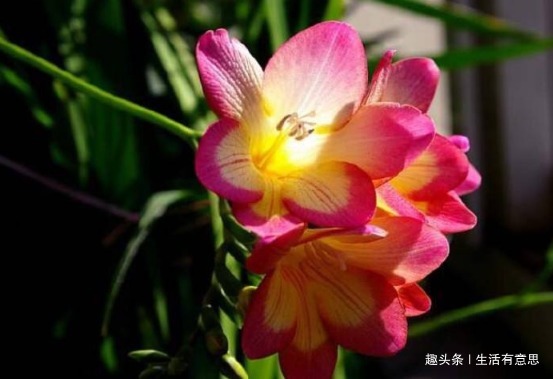 大花小苍兰，新人首选，懒人养花法适用，一年几次开花爆盆不误