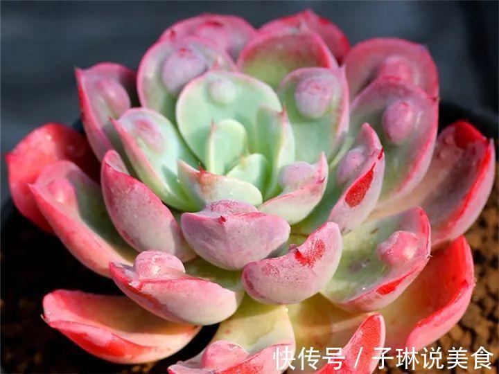 今年最火的奇葩多肉，价格这么贵，还有人抢着买！