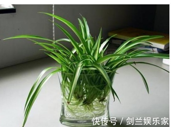 以下5种花最适合扔水里养,丢水里不用管,叶子油亮还照样开花!