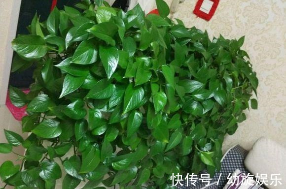 叶片|绿萝的最爱,家家都有,2周喂一点,叶子油绿翠亮,新叶巴掌大