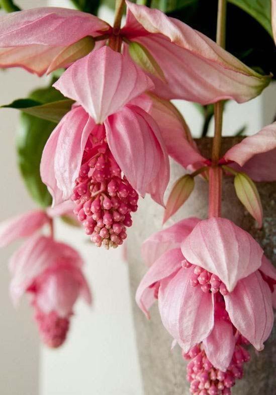 枝繁叶茂|这几款植物养在家里,一年四季花开不停,开花量大,花开枝繁叶茂