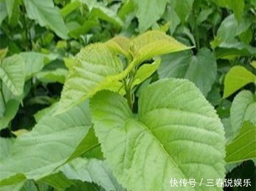 有效成分|桑叶作用多,巧治十多种常见疾病,采摘时间最重要,值得了解下!