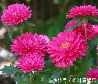 不会养菊花,教你个“小窍门”,秋季就能开爆盆,又大又艳太美了