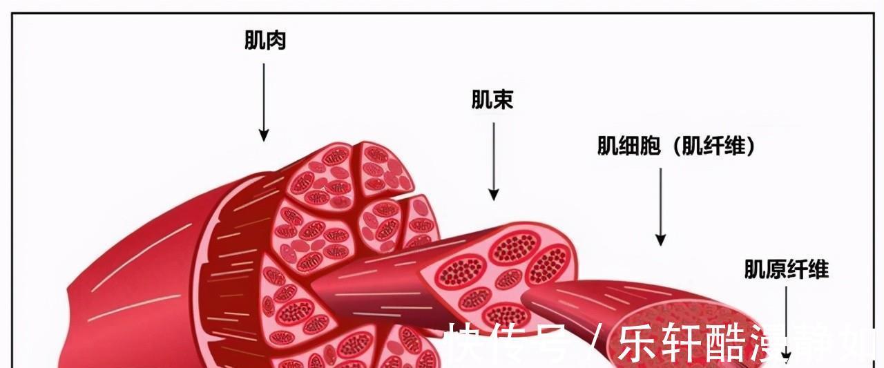 肌纤维|健身一段时间后,肌肉增长缓慢尝试这6种方法,或许可以帮到你
