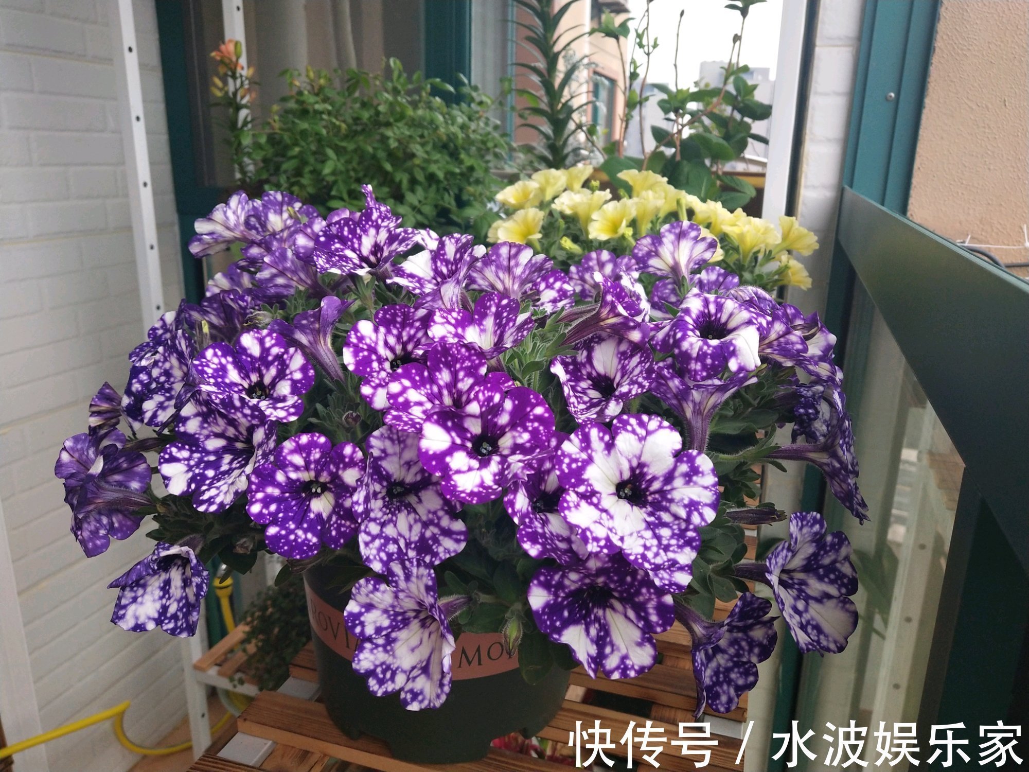 颜值担当|最美矮牵牛花—星空,花色梦幻美丽,周年开花不停,植株低矮好养