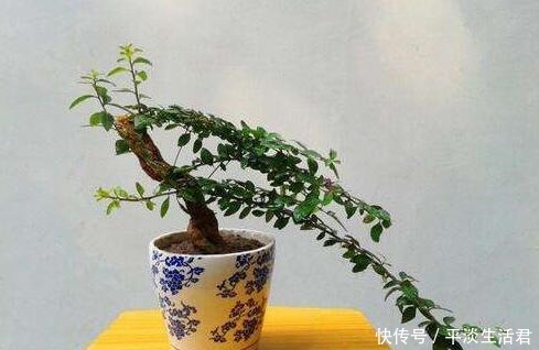 这些破烂不要扔，做成“小花盆”，个性又漂亮，比买的强“百倍”！