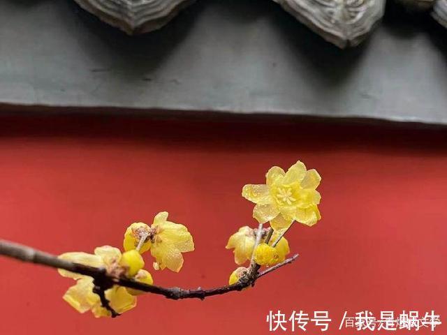 小寒$小寒,清风逗雪催梅香(诗八首)