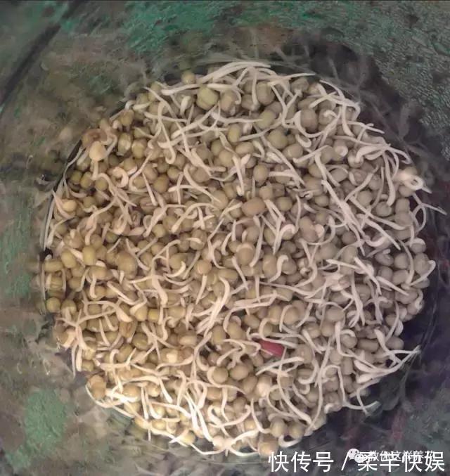 塑料瓶别扔了，用来养花真是神器！可别浪费了！