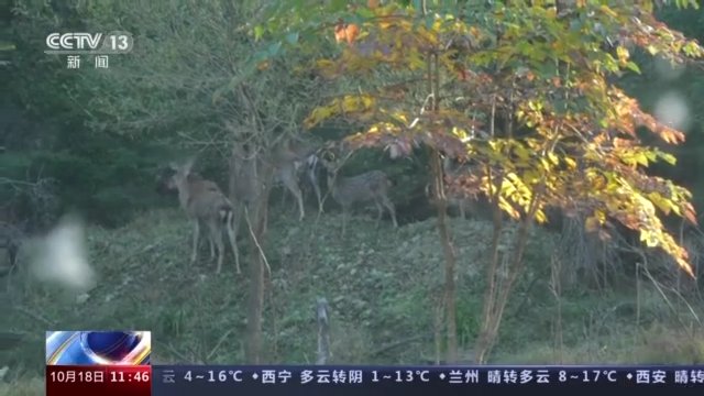 梅花鹿|记者探访东北虎豹国家公园 神秘森林再现“群鹿图”