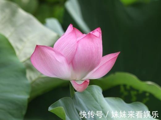 生肖狗|12月下旬，喜鹊报喜，4属相桃花朵朵开，爱情甜蜜蜜，生活美满