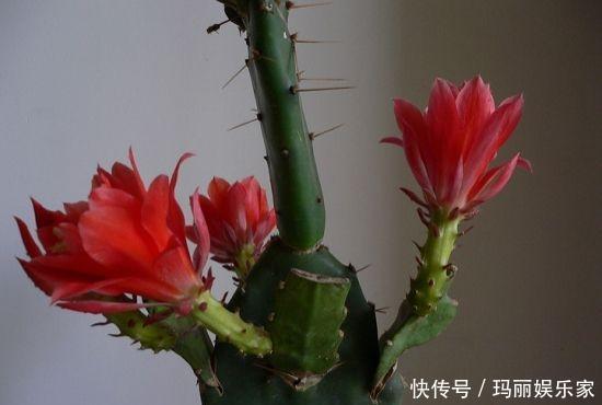 下头|一棵仙人掌,开出“大荷花”,插一根枝条,上头下头都“冒根”