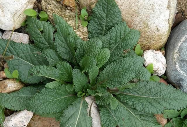 路邊很常見的“止咳草”，名字不好聽，止咳有奇效，你或許見過