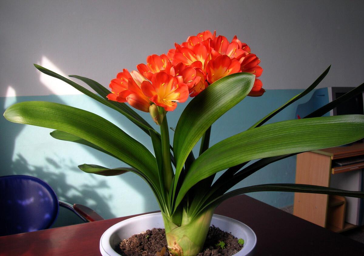 浇水|家养君子兰最简单的配土、施肥方法,不会烂根、好养