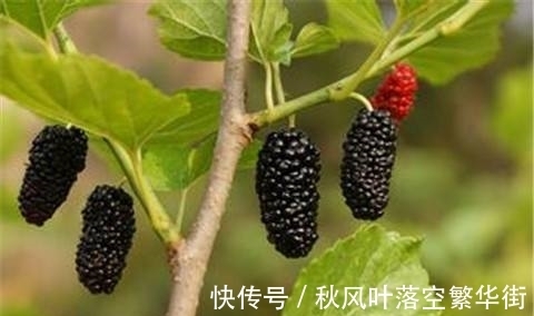 桑树苗|桑树不仅果子能吃,叶子能养蚕,它还有这些有意思的传说