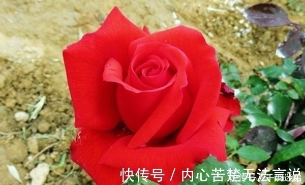 婆婆养月季只选一种，好养抗性强，关键“爱”开花，比养欧月实在