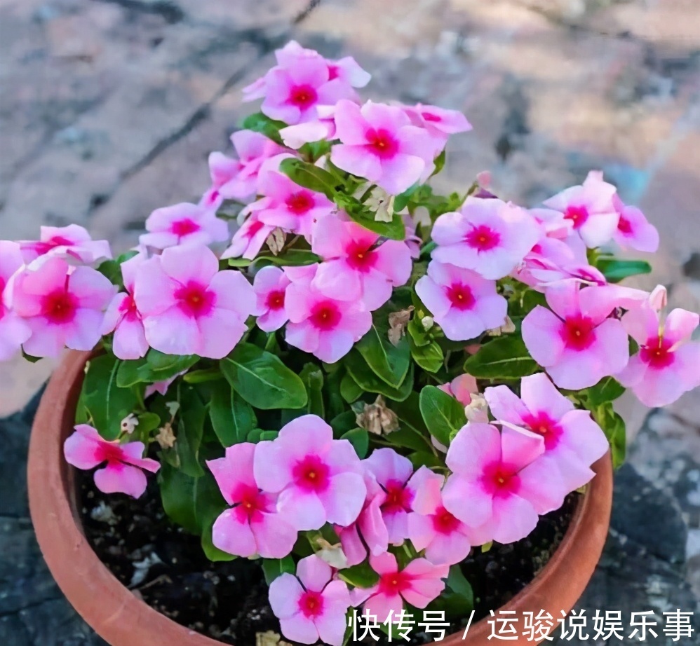 6种花超级喜欢太阳,晒得越多“花”越多,养一盆不亏