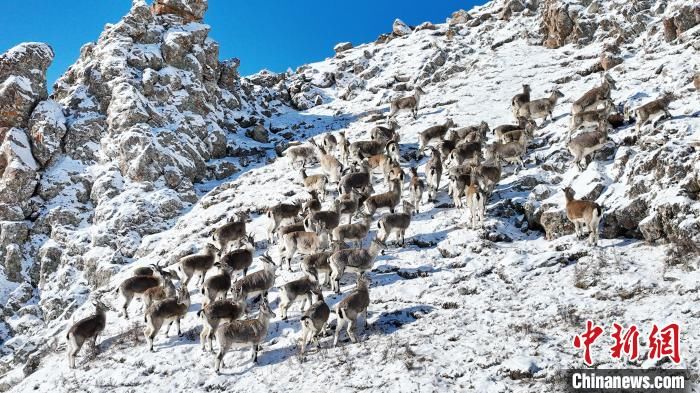 国家公园|祁连山雪后初霁 巍峨山峰似画卷