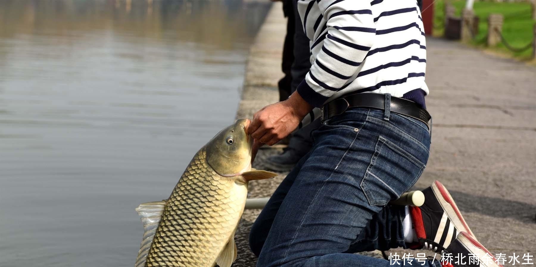 野钓|夏季野钓大鲤鱼用什么打窝诱鱼快又多?野钓大鲤鱼的窝料制作方法