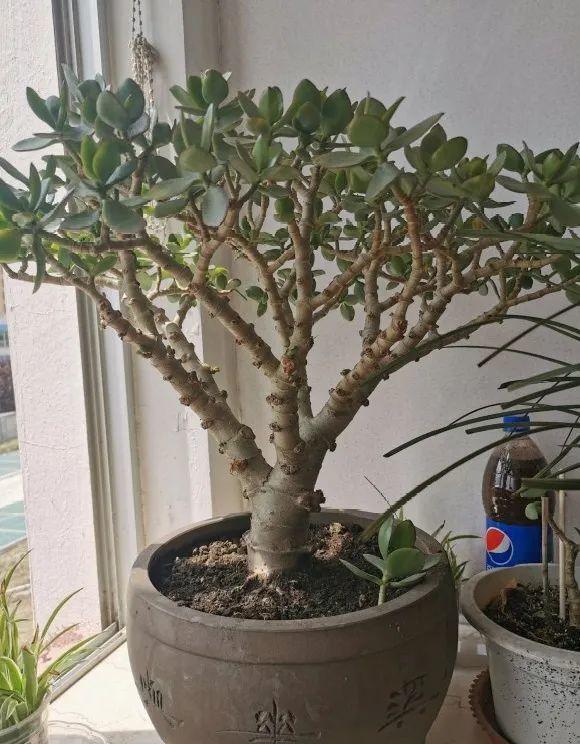 蟹爪兰|长寿花换盆，切忌越换越大，一直用小盆养才好！