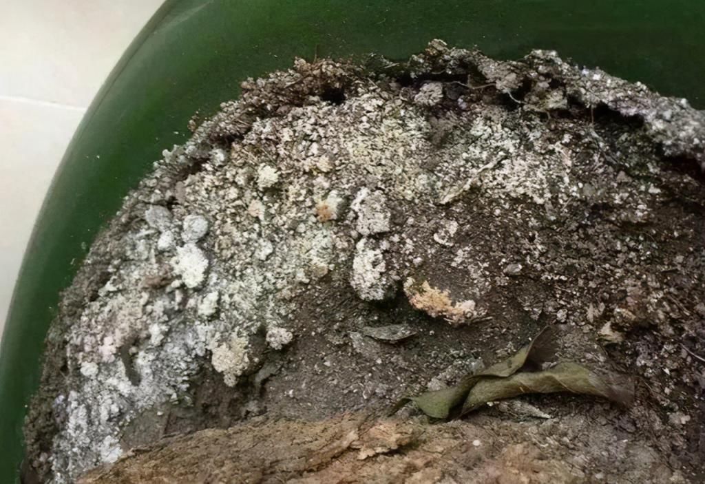 养花有这“3个坏习惯”,花盆里面会起“碱”,用4个方法解决