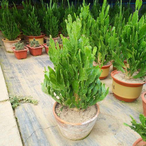 观音掌@千手观音掌,长到一米高,层层叠叠满“巴掌”,一层黄花一树果