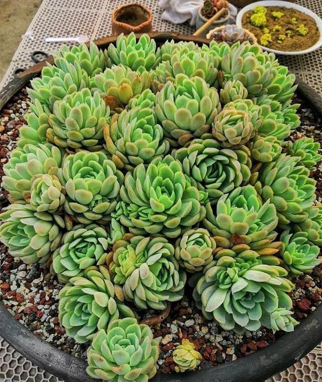 多肉为什么有时候很好养,有时候就养不活