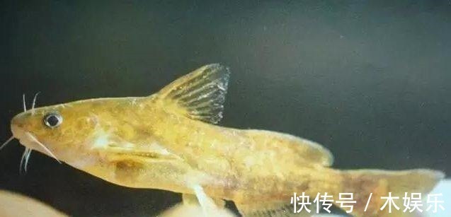 现在正是钓黄颡鱼的好季节,但你没技巧就只能当“空军”