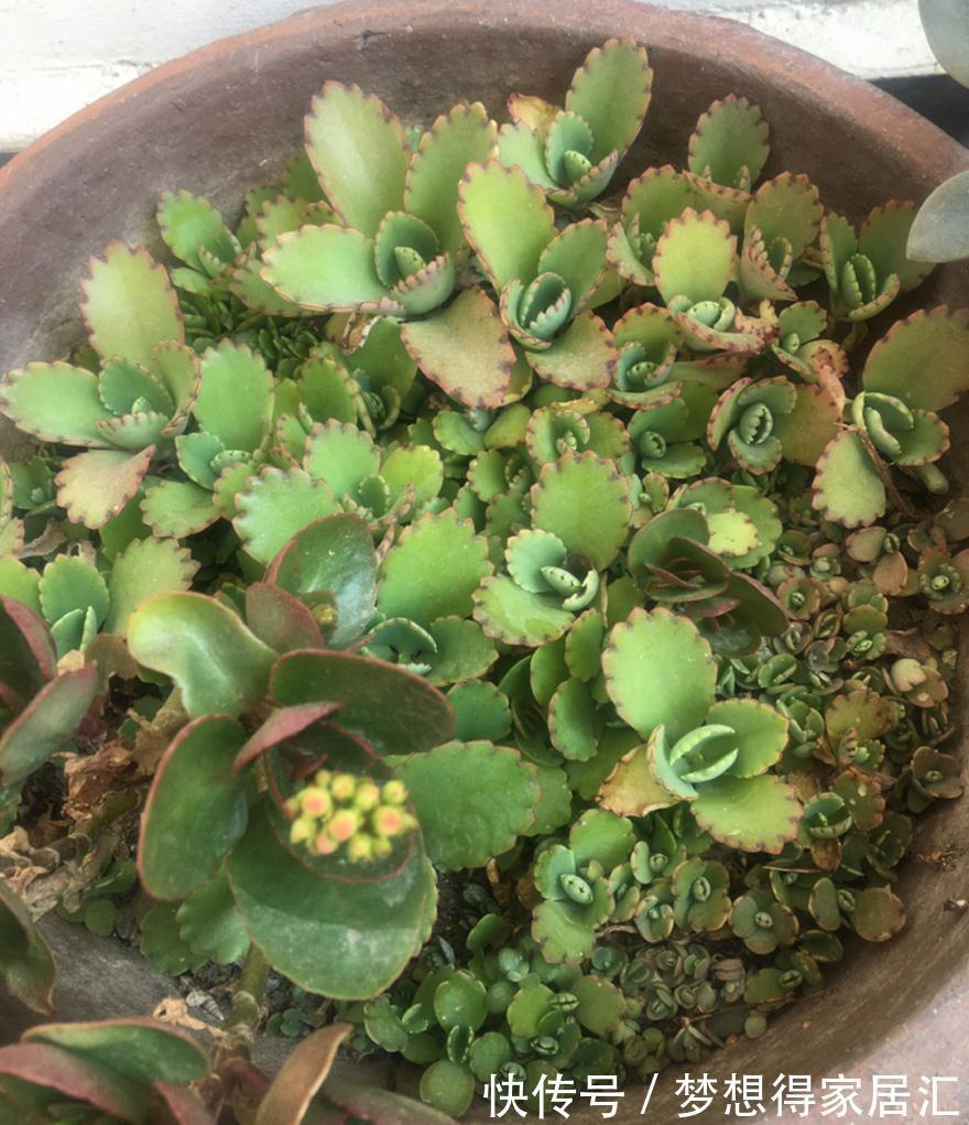 养到烦人的花，盆都不够用，扔掉还很心疼