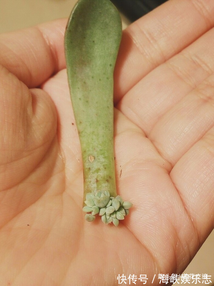 叶片|这三种简单方法可以繁殖多肉植物,叶片、枝条和侧芽都可培育