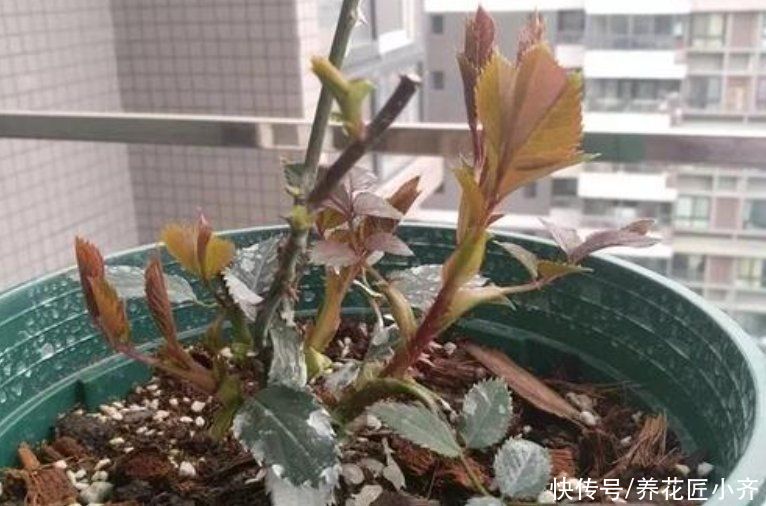 3种花开春冒芽就开花，抓紧时间“进补”，想看花不能偷懒