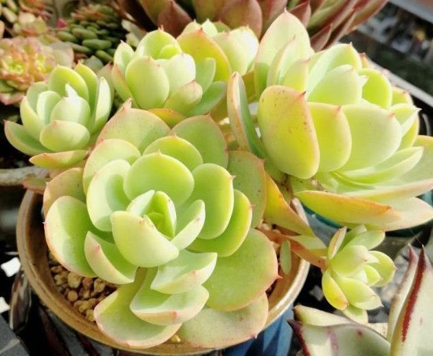 家里的多肉总是养不活做好几点，有效提升多肉植物存活率