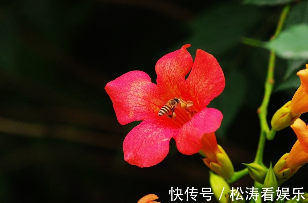 凌霄|此花是声誉的象征，是对母亲的热情与爱，是理想的花卉